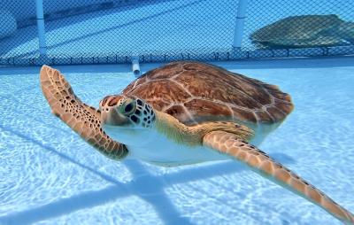 Picture of Sea Turtle 