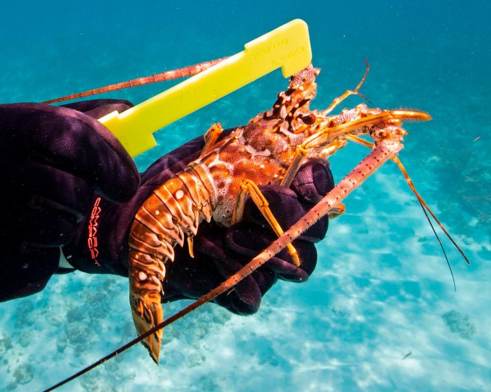 Lobster Mini Season Marathon, Florida