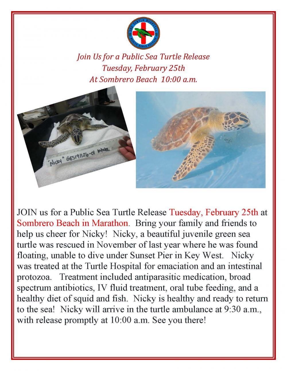 Sea Turtle Release at Sombrero Beach Marathon, Florida